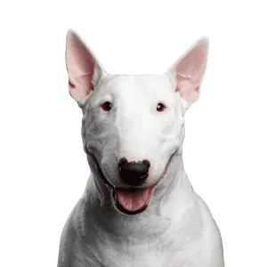 Bullterrier