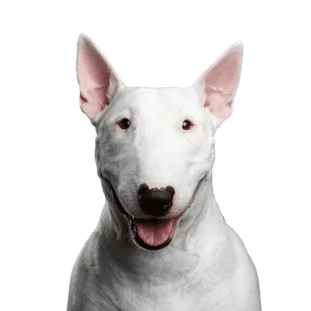 Bild für Bullterrier