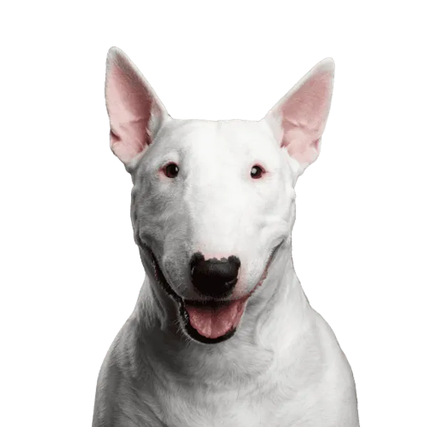 Bullterrier Bild
