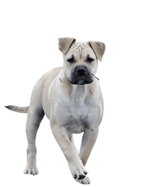 Ca-de-Bou-pup