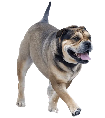 Ca-de-Bou-adult