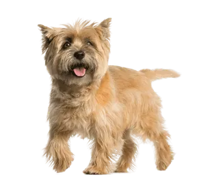Cairn Terrier - Wurfmeldungen
