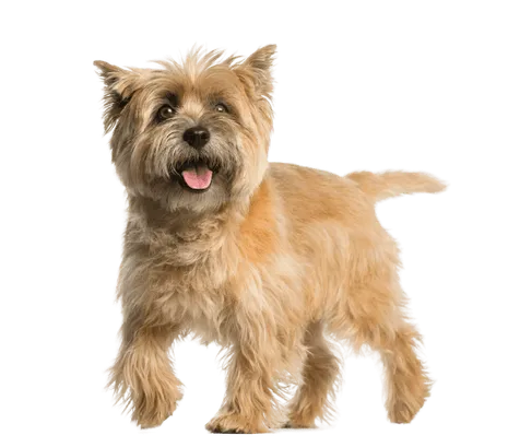 Cairn Terrier Bild 1