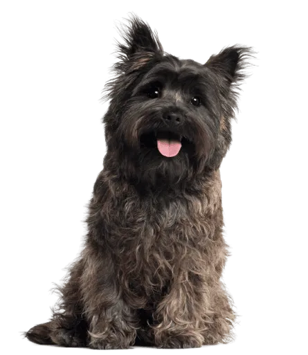 Cairn Terrier (5)