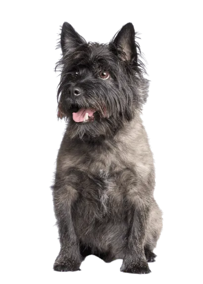 Cairn Terrier (4)