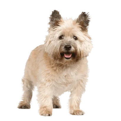 Cairn Terrier (2)