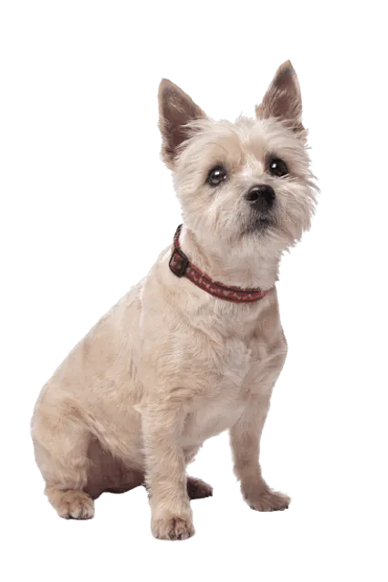 Cairn Terrier (3)