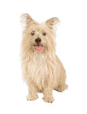 Cairn Terrier