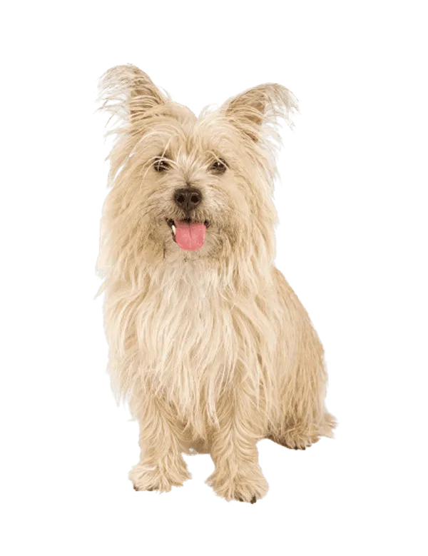 Cairn Terrier Bild