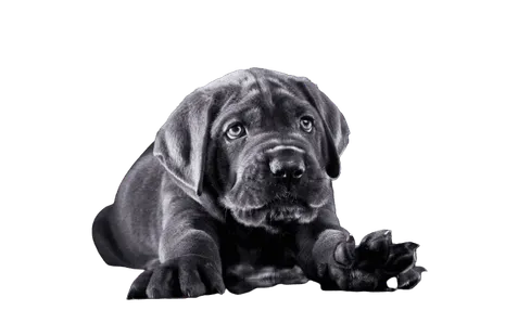 Cane Corso Italiano puppy