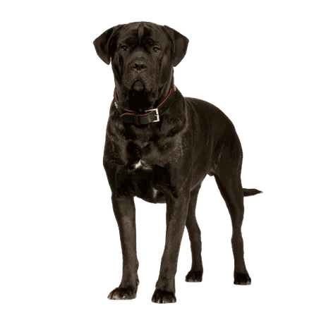 Cane Corso Italiano