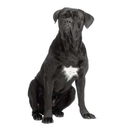Cane Corso Italiano (5)