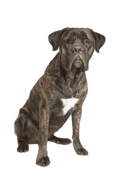 Cane Corso Italiano