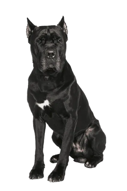 Cane Corso Italiano (2)