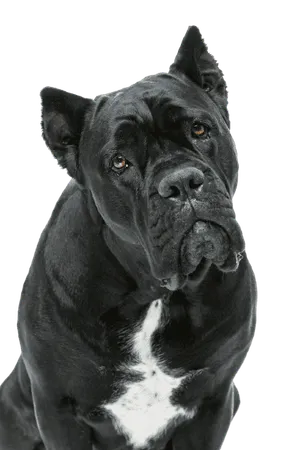 Cane Corso Italiano