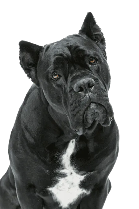 Bild für Cane Corso Italiano