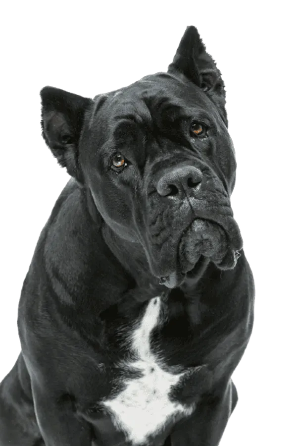 Cane Corso Italiano Bild