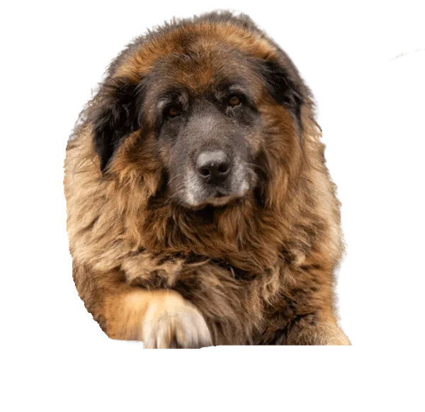 Cão da Serra da Estrela Bild