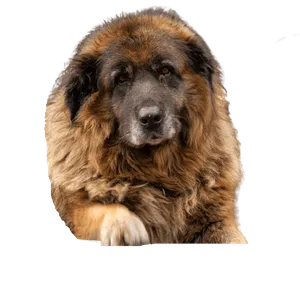 Cão da Serra da Estrela