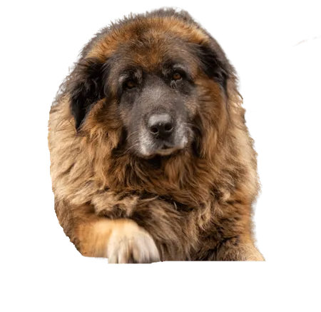 Bild für Cão da Serra da Estrela