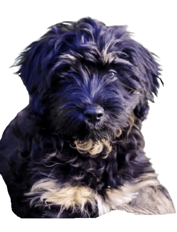 Cão da Serra de Aires Bild