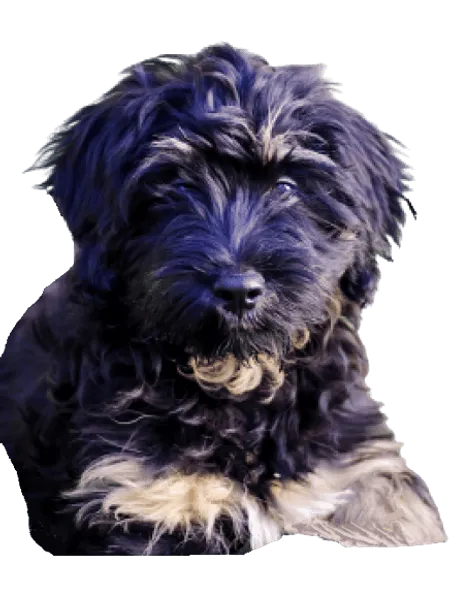 Bild für Cão da Serra de Aires