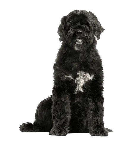 Cao-de-Agua-Portugues-3