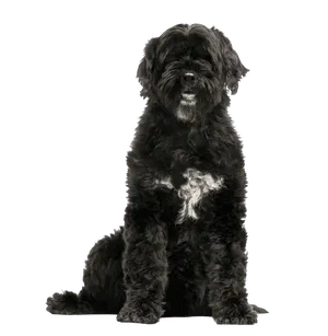 Cao-de-Agua-Portugues-3