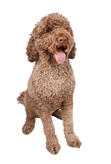 Cao-de-Agua-Portugues-5