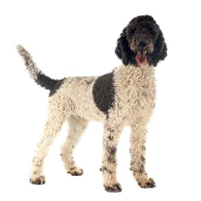 Cao-de-Agua-Portugues-1