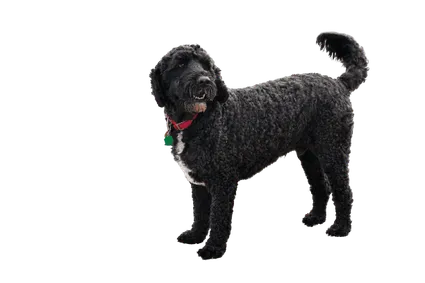 Cao-de-Agua-Portugues-2