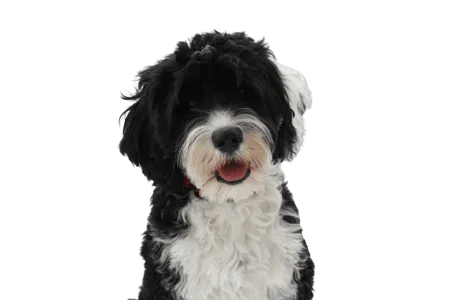 Bild für Cão de Água Português