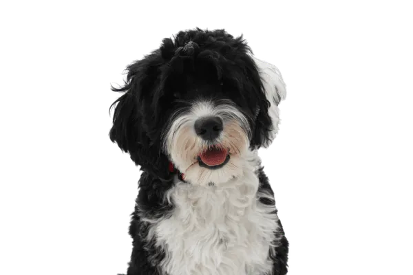 Cão de Água Português Bild