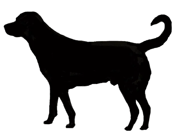 Cão de Castro Laboreiro Bild