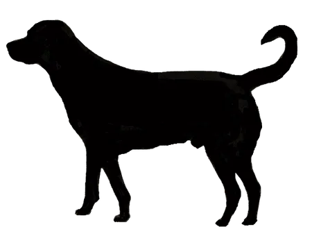 Bild für Cão de Castro Laboreiro