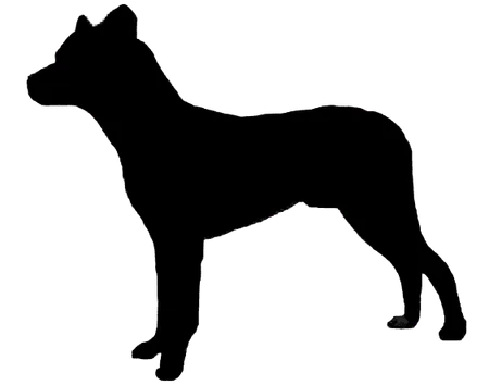 Bild für Cão Fila de São Miguel