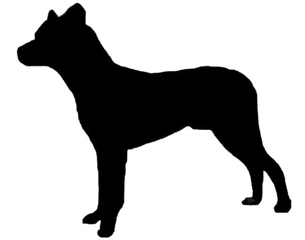 Cão Fila de São Miguel Bild