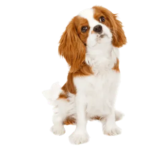 Cavalier King Charles Spaniel