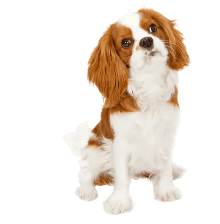 Bild für Cavalier King Charles Spaniel