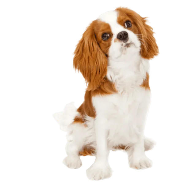 Cavalier King Charles Spaniel Bild