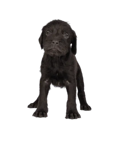 Cesky-fousek-puppy
