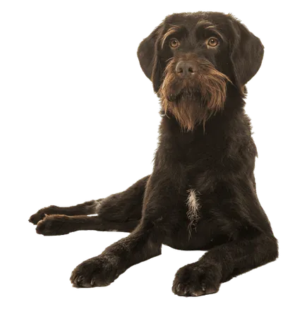 Cesky-fousek-adult