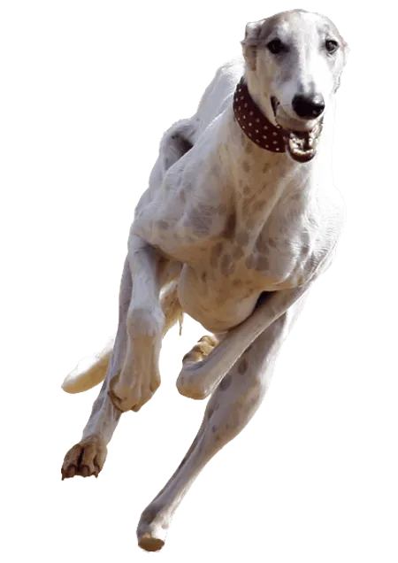 Bild für Chart polski