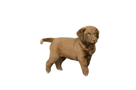 Chesapeake Bay Retriever (5)