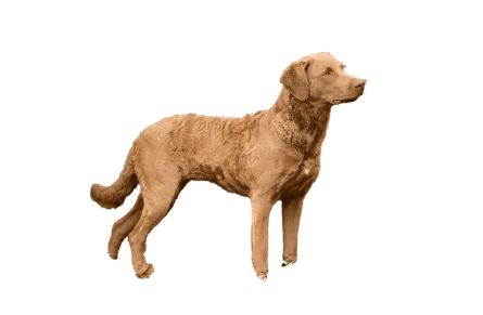 Chesapeake Bay Retriever (4)