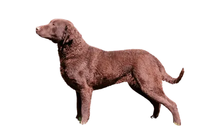 Chesapeake Bay Retriever (3)
