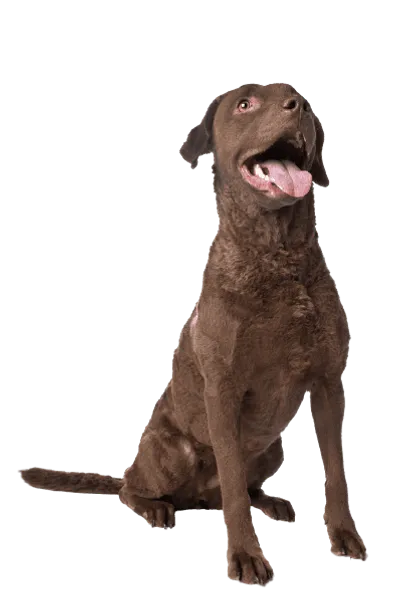 Chesapeake Bay Retriever (2)