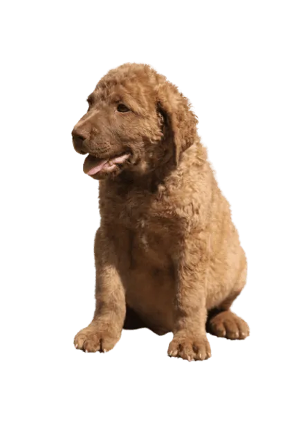 Chesapeake Bay Retriever (6)