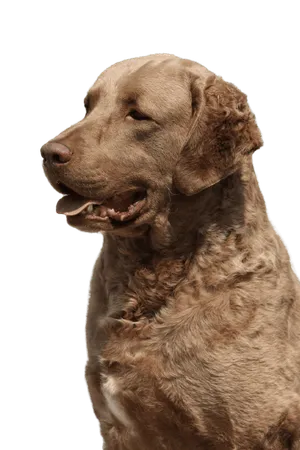 Chesapeake Bay Retriever