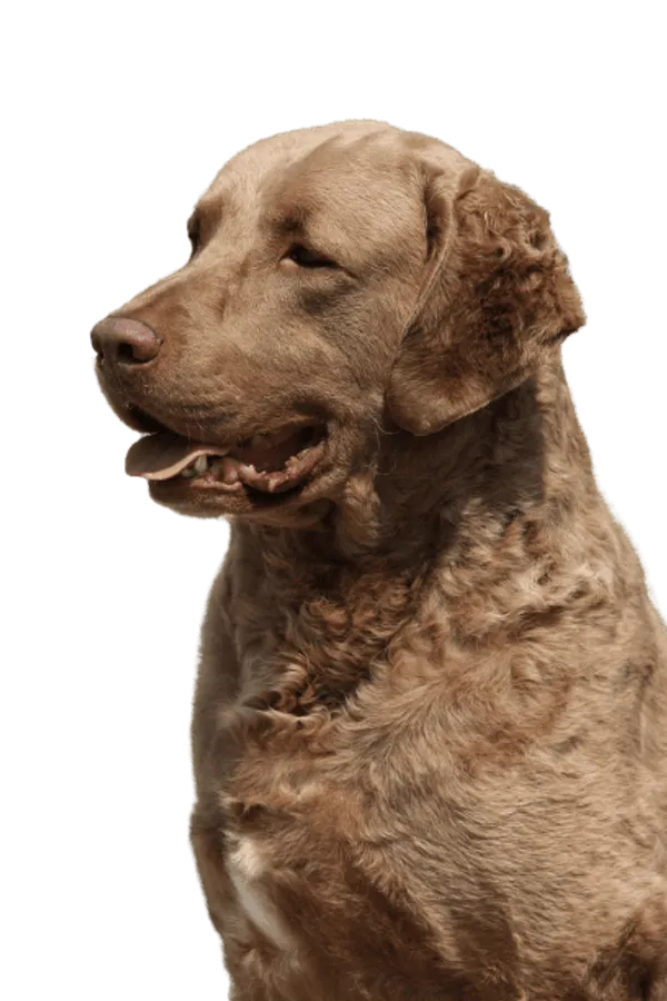Chesapeake Bay Retriever Bild